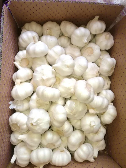 Fresh Garlic Best Quality for Export All Year Round