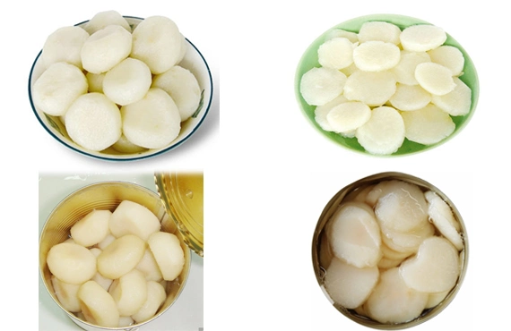 Vegetable Canned Water Chestnut with Best Price