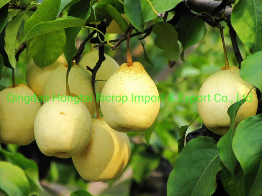 2022 New Crop Hot Sale Fresh Fruit Fresh Ya Pear