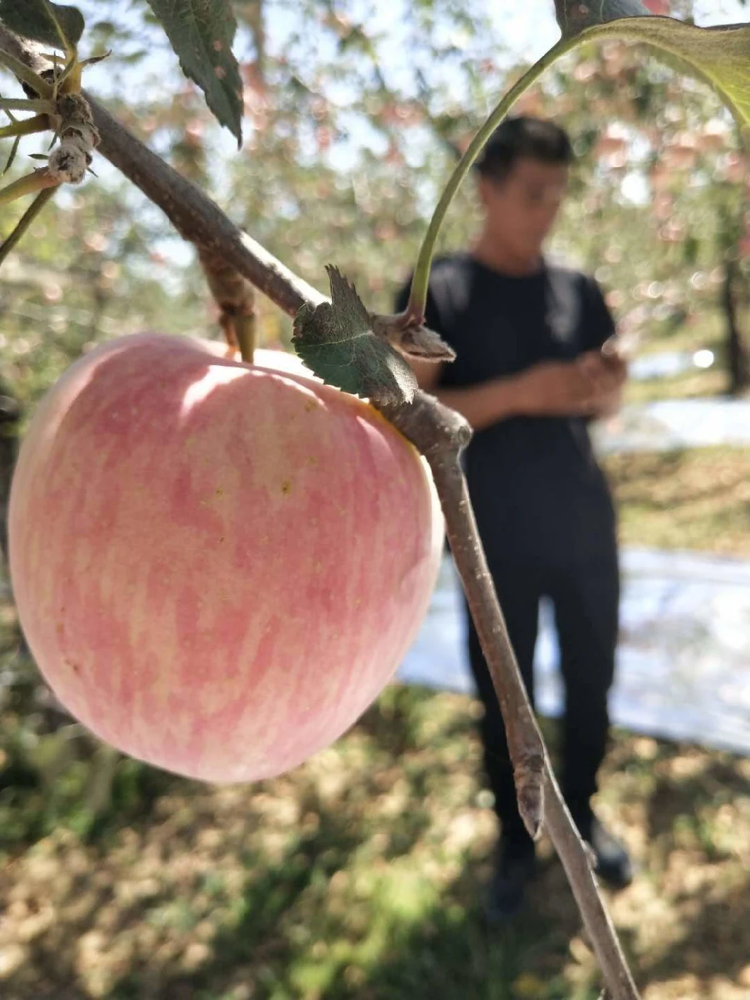 Yantai 2020 Fresh Apple Fujia Apple. FUJI Apple Orchard Wholesales