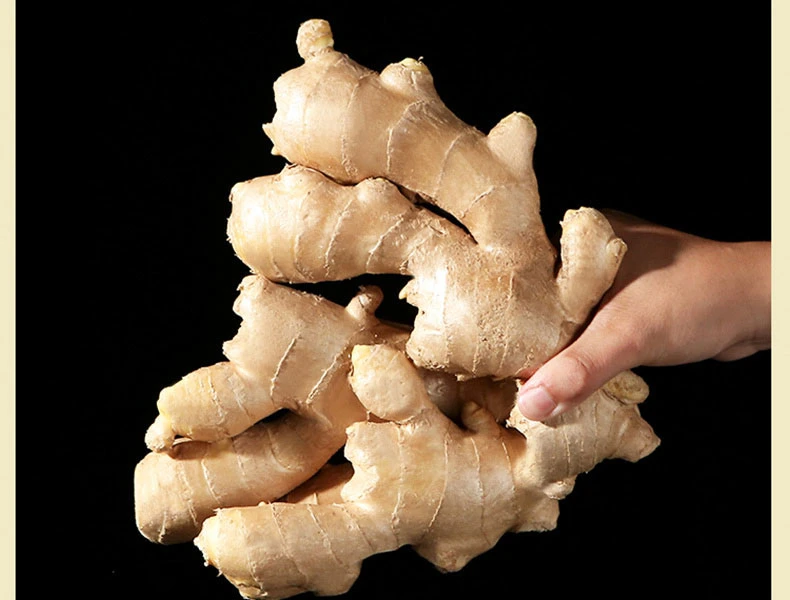 Fresh Ginger Origin Vietnam Best Quality Spices All Kinds Bulk Fresh Ginger Organic Ginger Fresh Ginger Crop Ginger for Wholesale