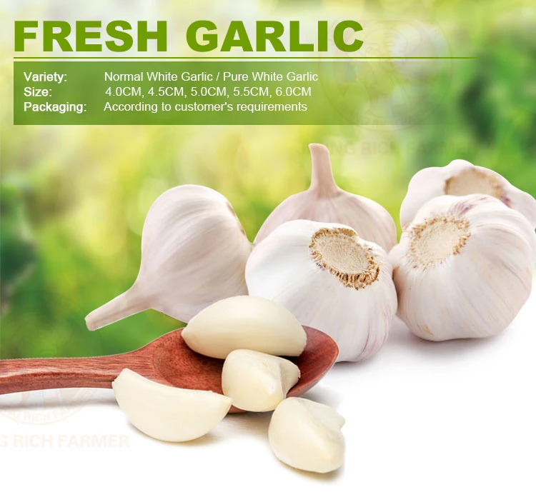 High Quality Fresh Normal White Garlic From Direct Chinese Farm