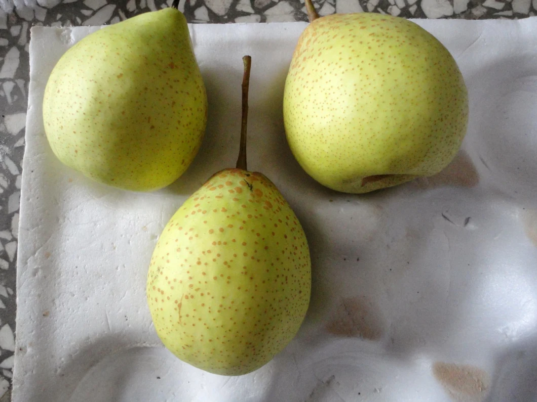 2019 Fresh Pear Organic Pear Golden Pear with Cheap Price