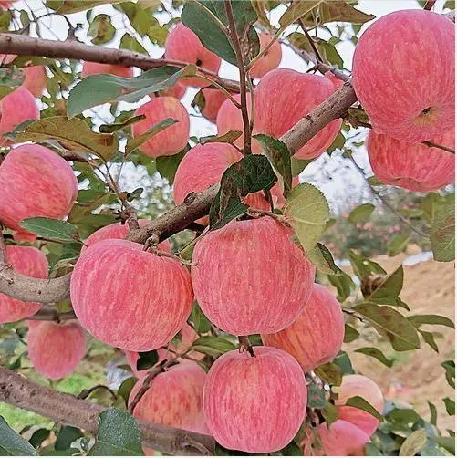 High Qualiy New Crop Fresh China Red Paper Bagged FUJI Apple