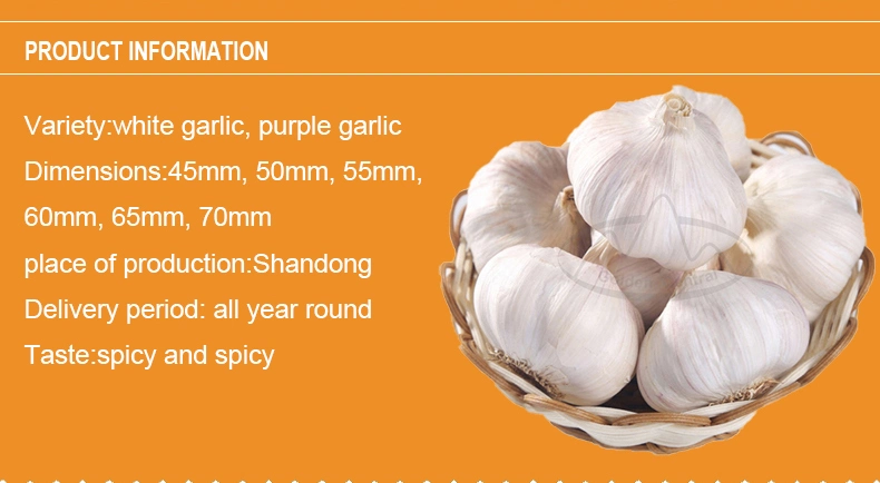 Wholesale Export Fresh High Quality Peeled Garlic