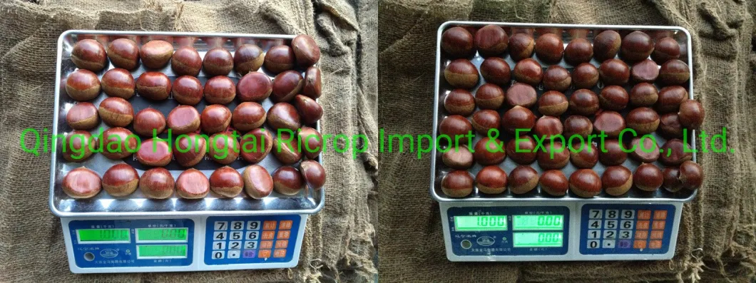 2022 New Crop Hot Sale 1kg Small Mesh Bag Chinese Fresh Chestnut