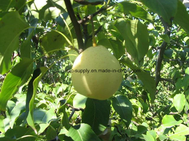 Chinese Fresh Yellow Ya Pear