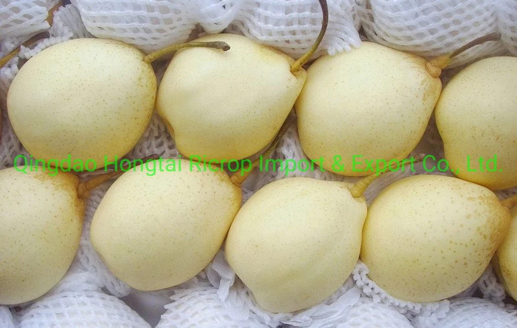 Selected Quality Super White China Origin Fresh Ya Pear