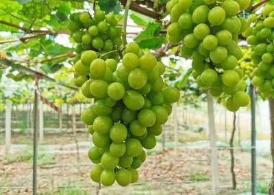 Hot Sell Fresh Sweet Shine Muscat Green Grape 2022