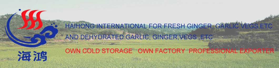 Export New Crop Good Quality Fresh Ginger