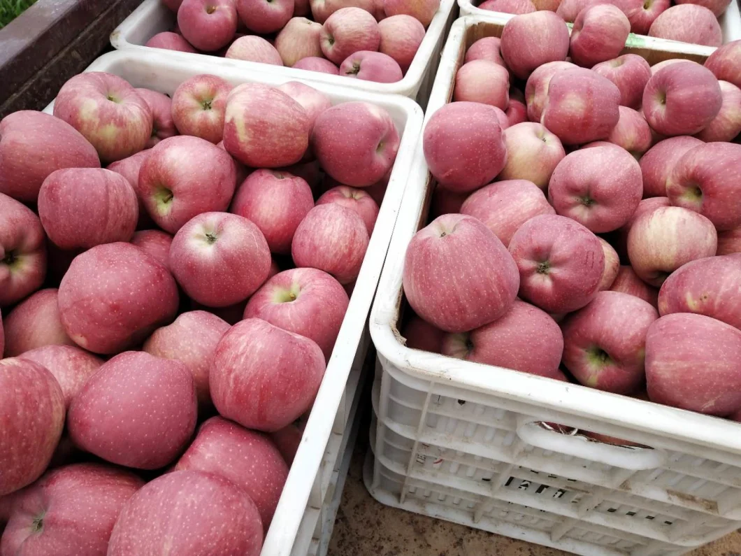 Fresh Chinese Red Paper Bagged FUJI Apples