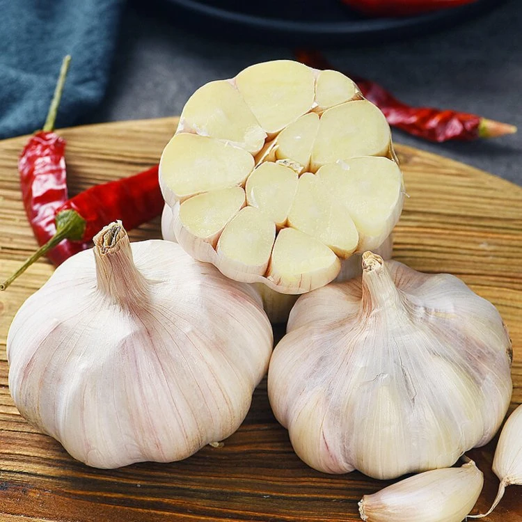 Wholesale Top Quality Chinese Fresh Garlic Garlic