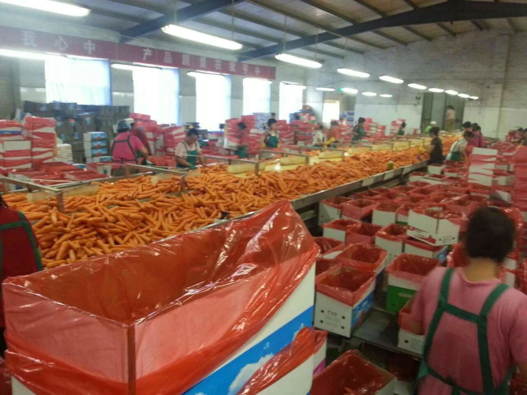 High Quality Chinese Fresh Carrot