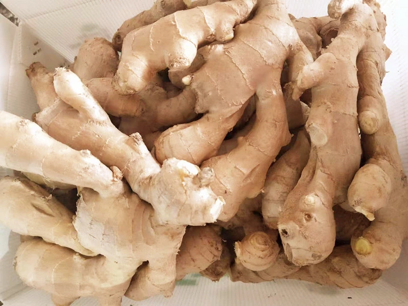 New Crop Organic Air Dry Ginger / Fresh Young Ginger for Export