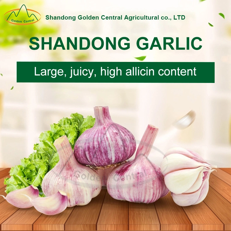 Top Quality Fresh Peeled Garlic