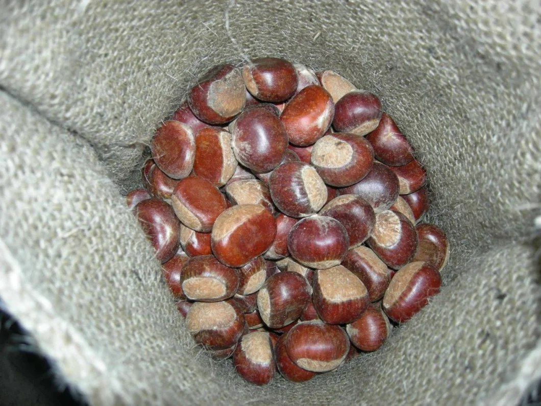 New Season Export Professional Chinese Fresh Chestnut for Roasted