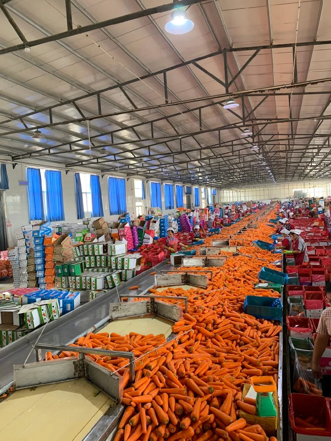 High Quality Chinese New Crop Fresh Carrot for Export