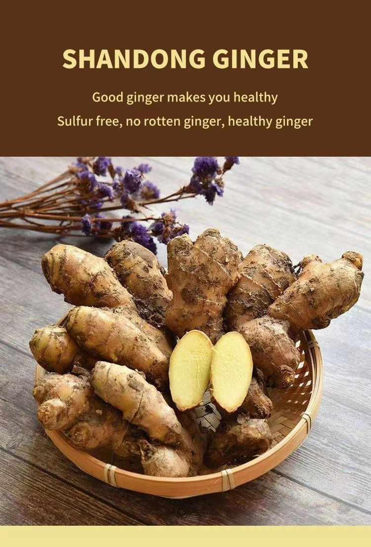 Chinese Agriculture Health Food Fresh Ginger with Brc Smeta Organic Certificate