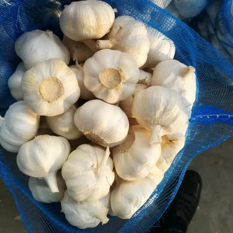 Wholesale 4.5cm 5.0cm 5.5cm 6.0cm 10kg Carton Pure/Normal White Fresh Peeled Garlic Low Price