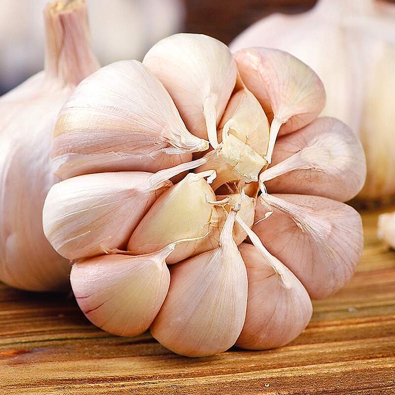 Wholesale Top Quality Chinese Fresh Garlic Garlic