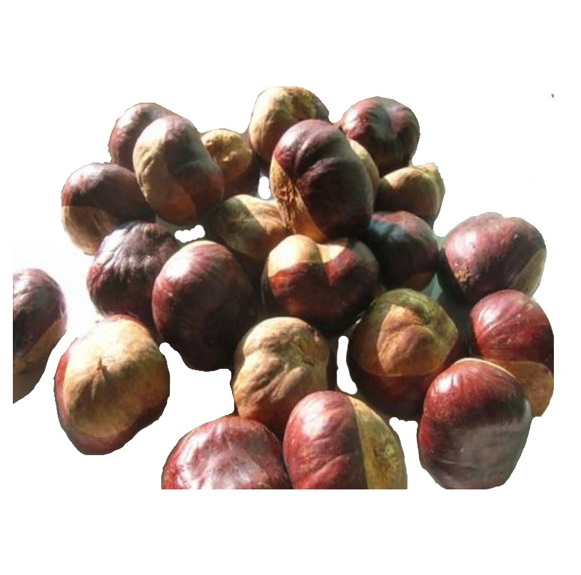 Aescin 20%, 30%, 40% Horse Chestnut Extract