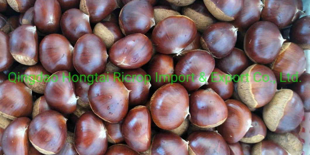 2022 New Crop Hot Sale 1kg Small Mesh Bag Chinese Fresh Chestnut