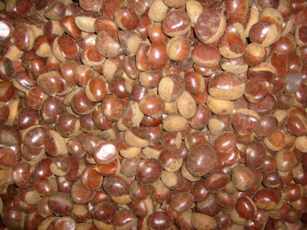 New Season Export Professional Chinese Fresh Chestnut for Roasted