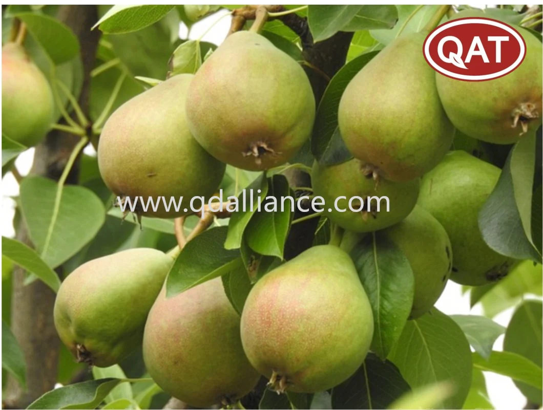 Great Value IQF Fruits Frozen Diced Pear with Retail Bulk Price