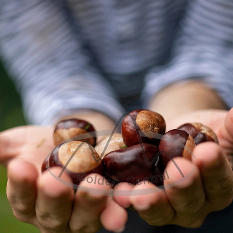 Dried Peeled Chestnut