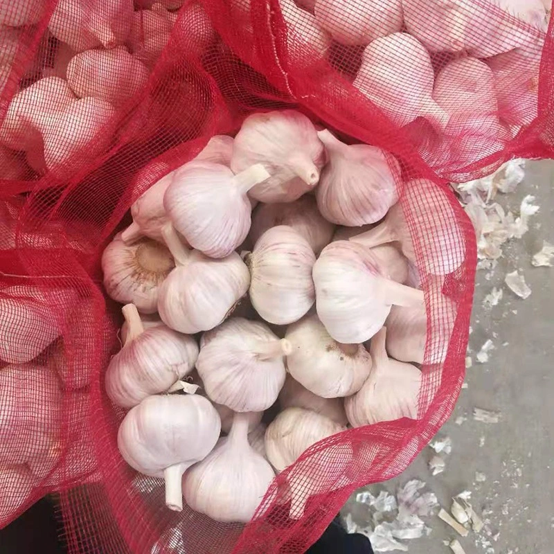 Wholesale 4.5cm 5.0cm 5.5cm 6.0cm 10kg Carton Pure/Normal White Fresh Peeled Garlic Low Price