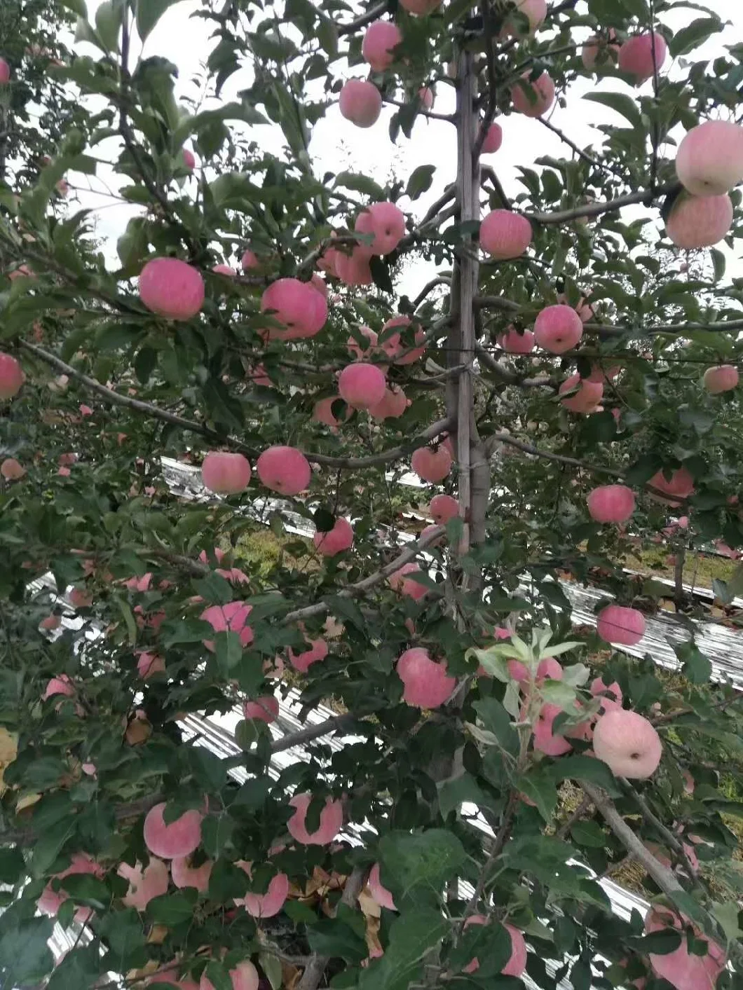 Fresh Chinese Red Paper Bagged FUJI Apples