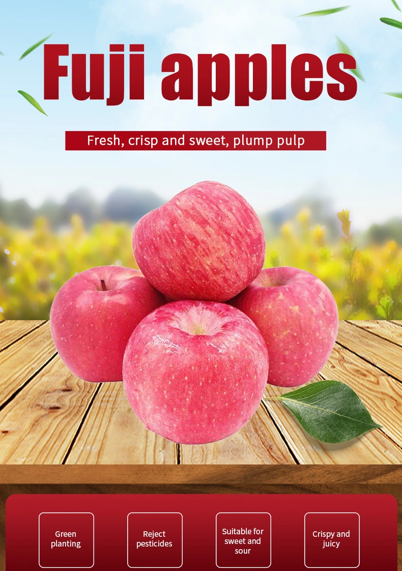 New Crop for Sale Fresh FUJI Apples