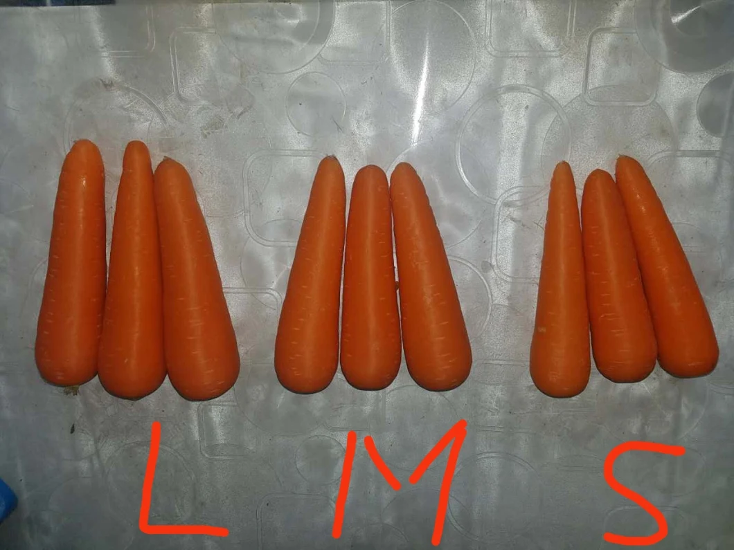 High Quality Chinese Fresh Carrot