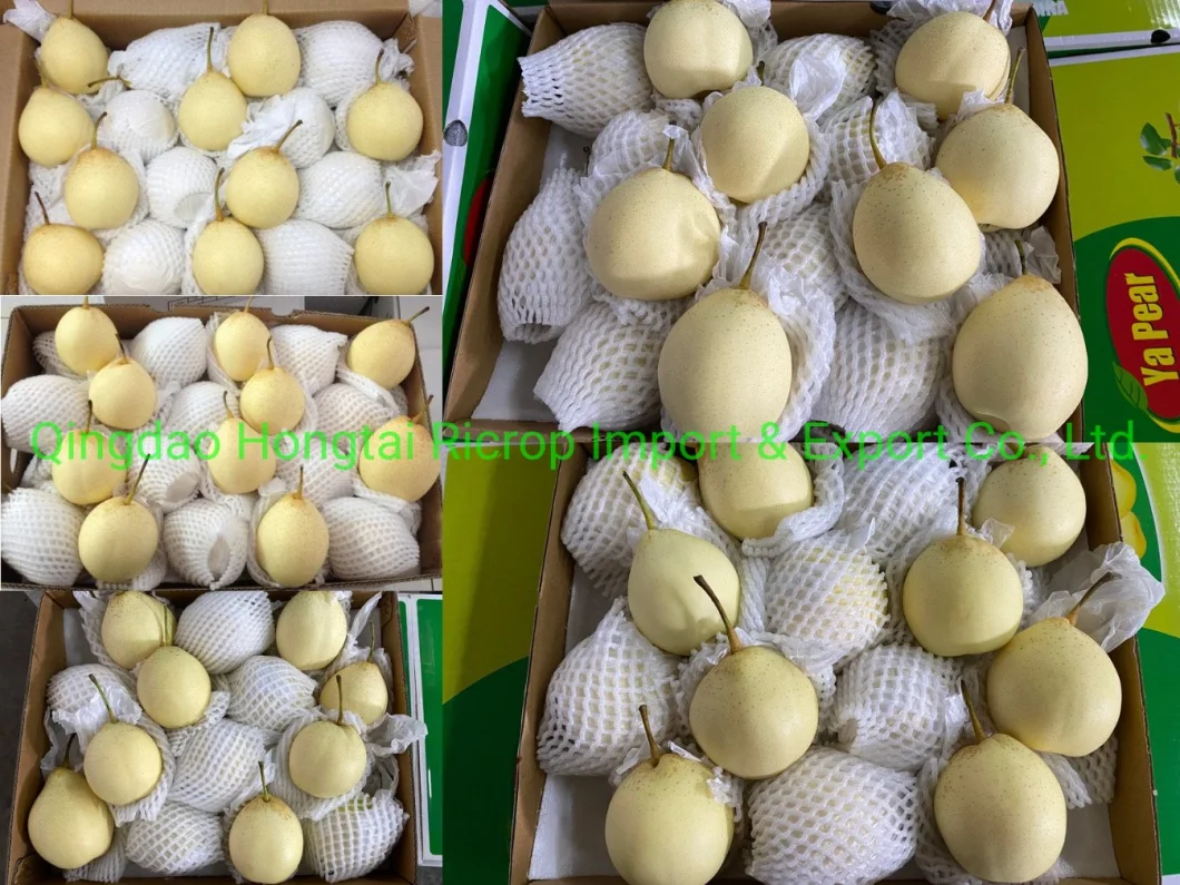 Selected Quality Super White China Origin Fresh Ya Pear