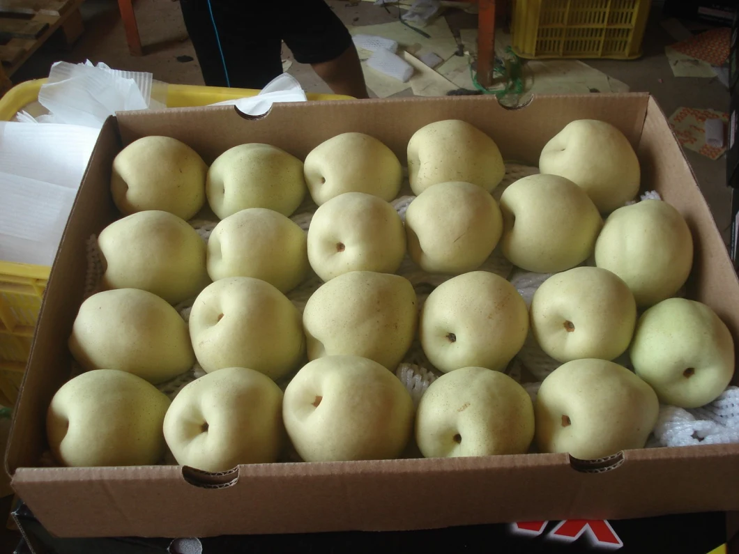 2019 Fresh Pear Organic Pear Golden Pear with Cheap Price