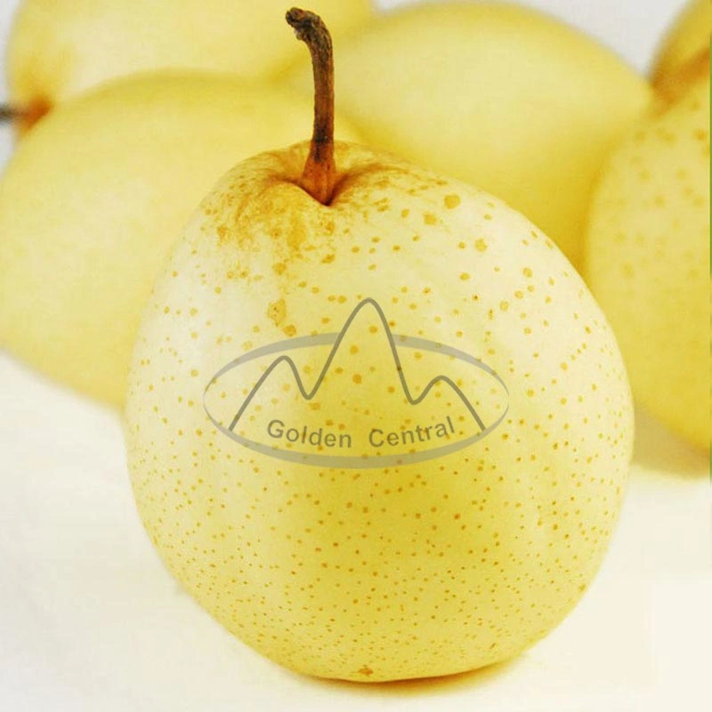 Wholesale Factory Directly Supply Sweet and Juicy China Fresh Ya Pear