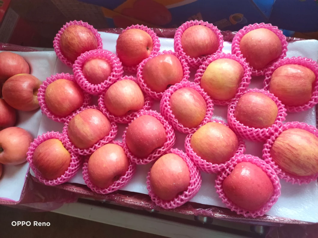 Fresh Chinese Red Paper Bagged FUJI Apples