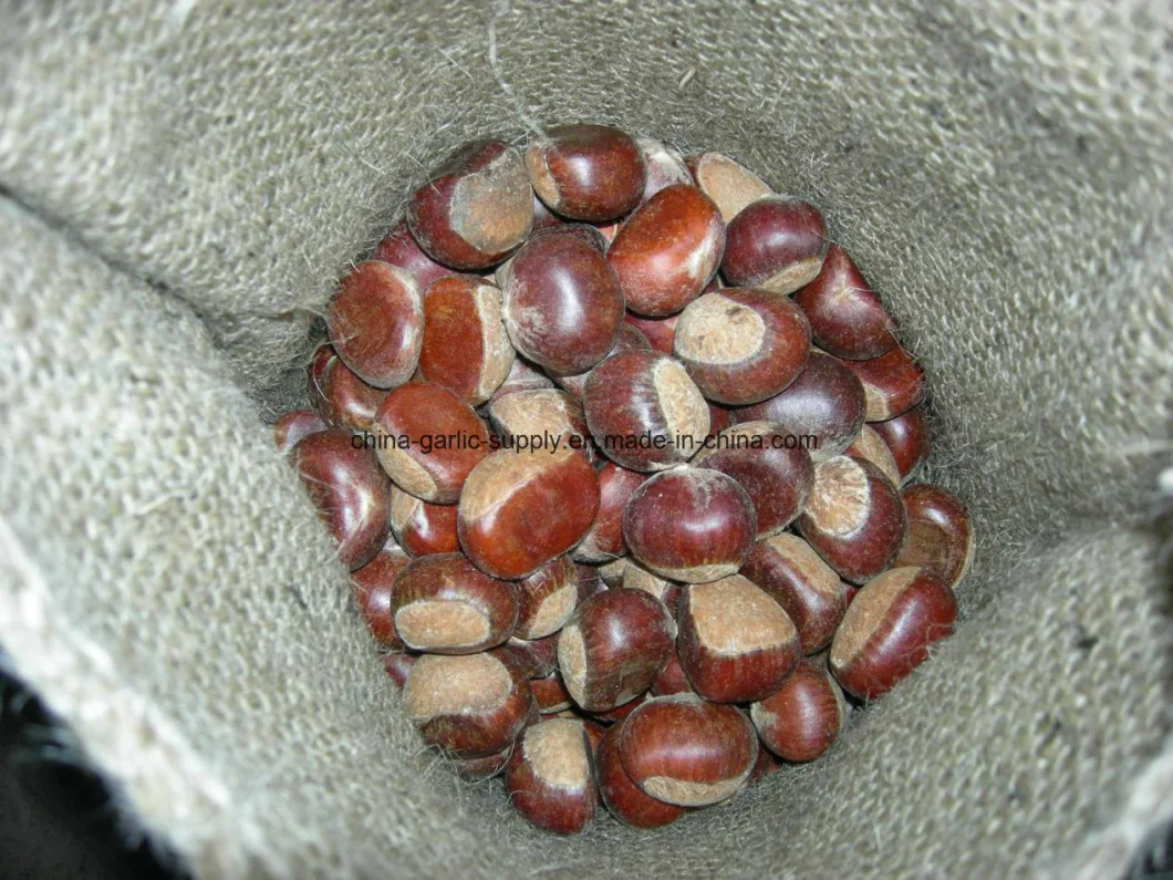 New Season Chinese Fresh Chestnut Chestnuts Fresh for Export Hot Sell Raw Chestnuts