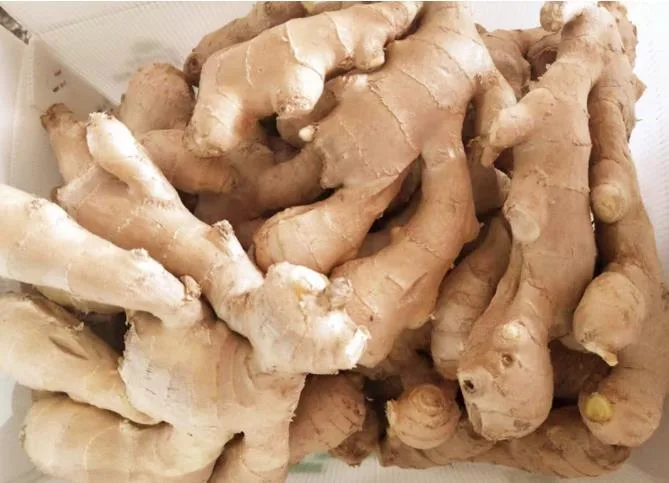 New Crop Organic Air Dry Ginger / Fresh Young Ginger for Export