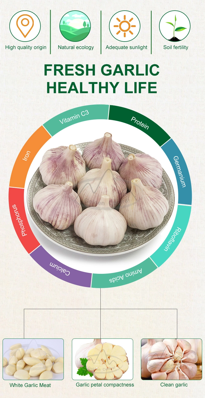 Top Quality Fresh Peeled Garlic