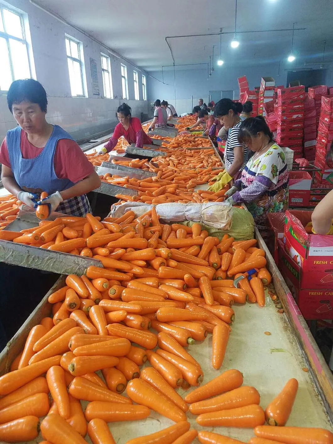 High Quality Chinese Fresh Carrot