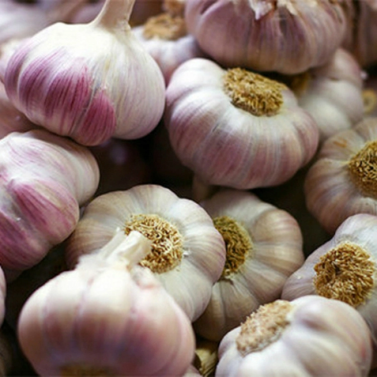 Wholesale Fresh Garlic White Garlic with Per Ton Price