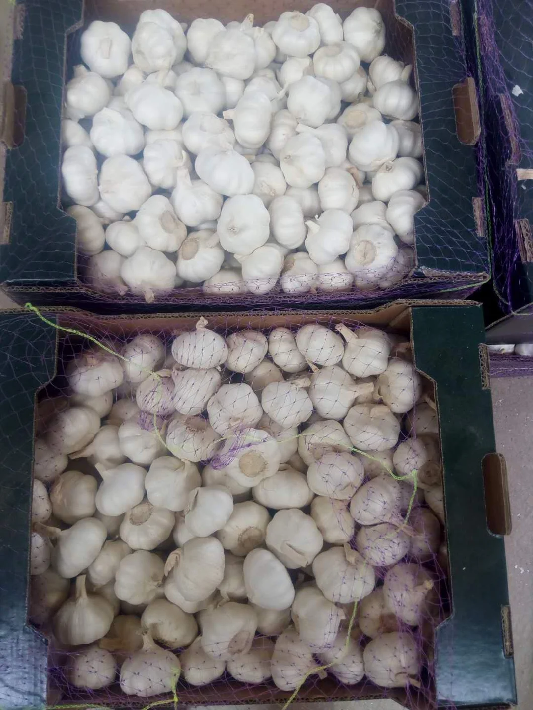 New Crop High Quality Fresh Snow White Garlic