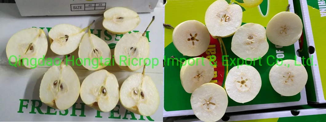 Strictly Selected Super Quality Chinese Fresh Ya Pear