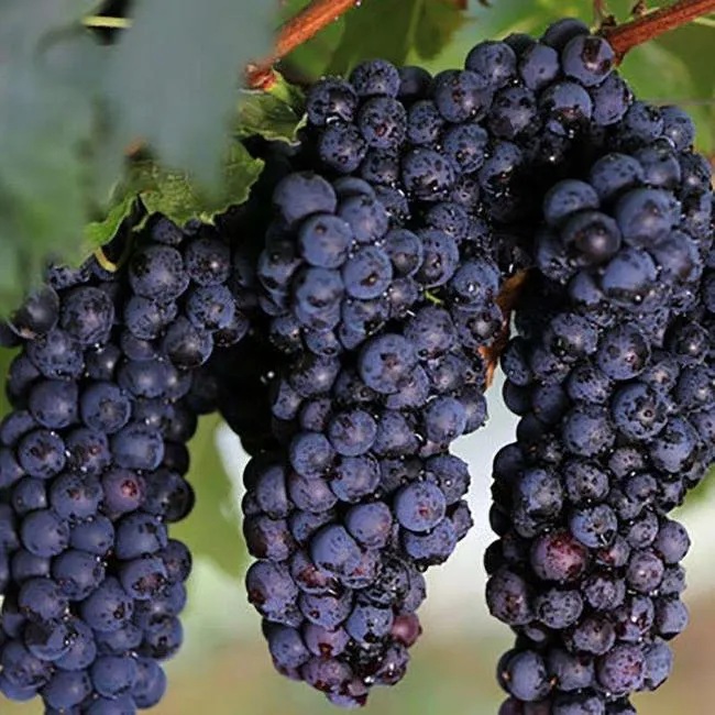 Top Quality Crimson Seedless Shine Muscat Black Grapes