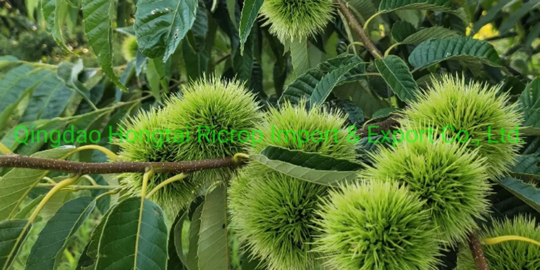 2022 New Crop Hot Sale 1kg Small Mesh Bag Chinese Fresh Chestnut