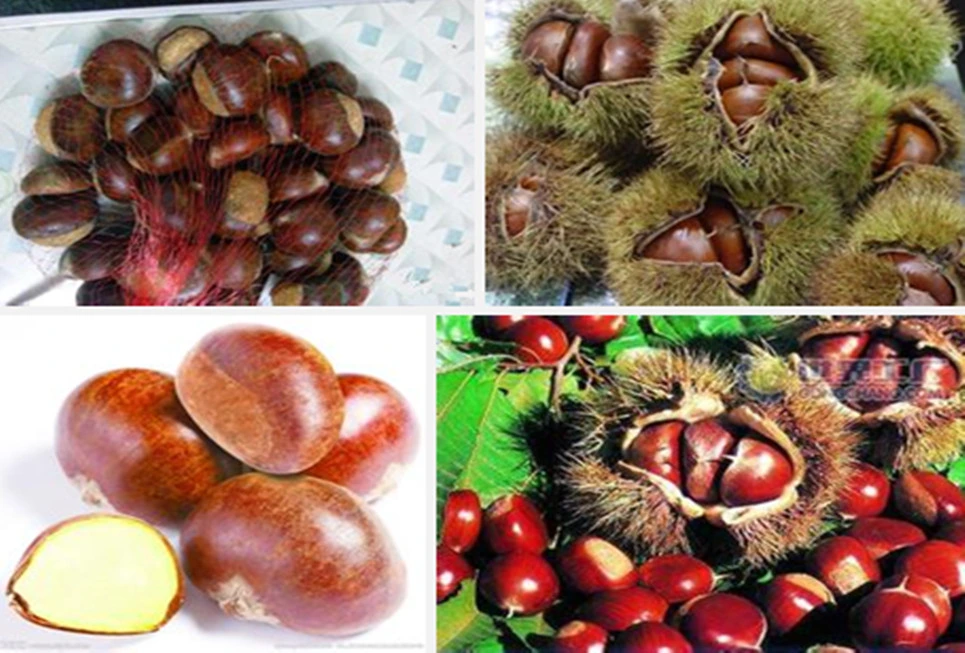 2020new Crop Chinese Chestnuts