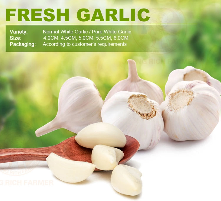 2022 New Crop Best Quality Factory Chinese Normal Pure White Fresh Garlic