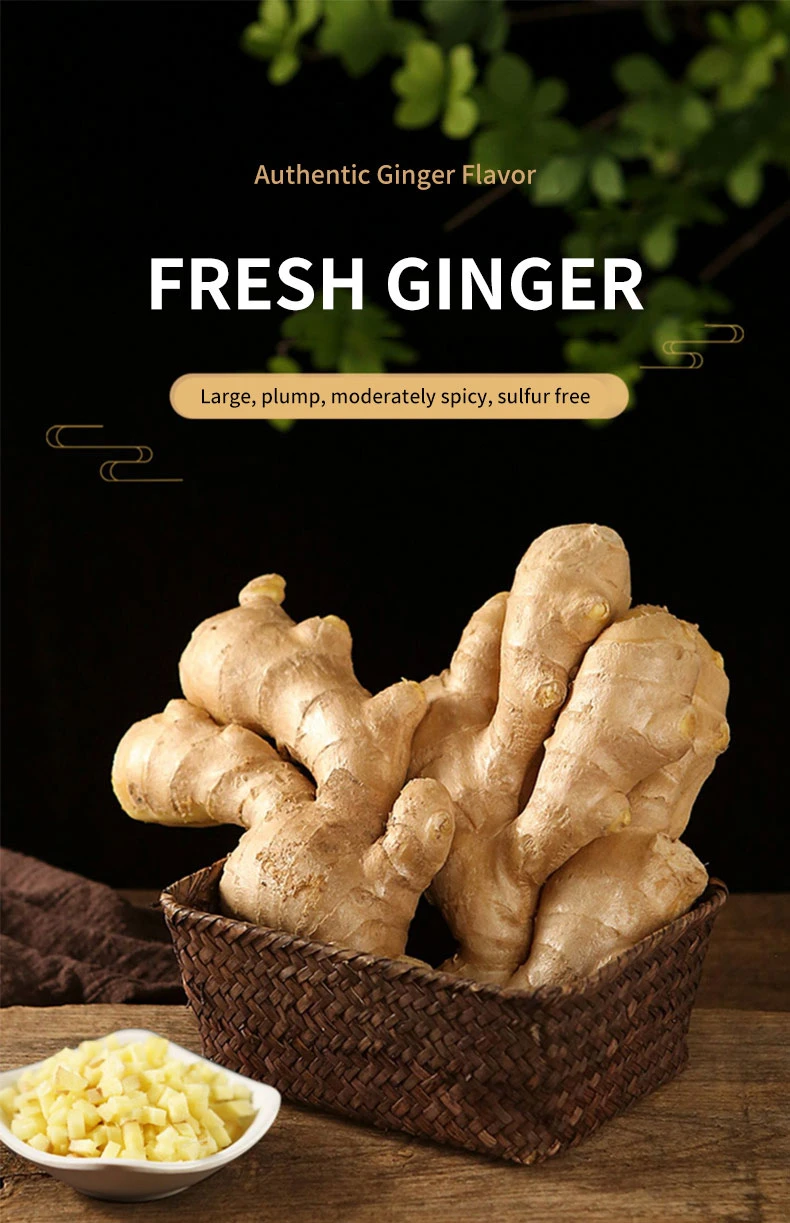 Fresh Ginger Origin Vietnam Best Quality Spices All Kinds Bulk Fresh Ginger Organic Ginger Fresh Ginger Crop Ginger for Wholesale