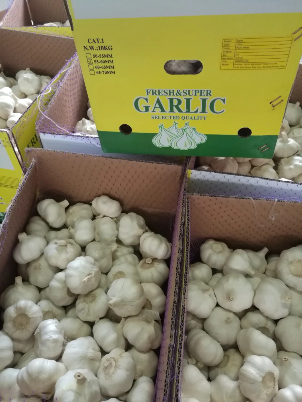 Fresh Garlic Best Quality for Export All Year Round